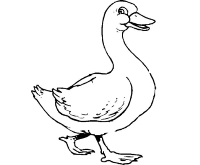 Een kleurplaat van  eend