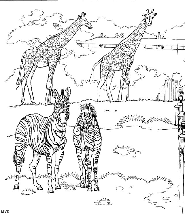 giraffe002