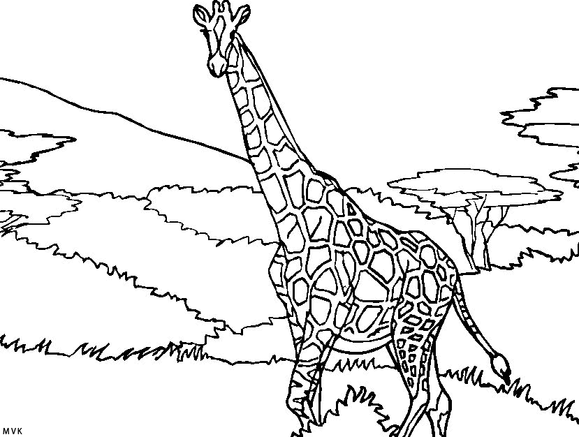giraffe006