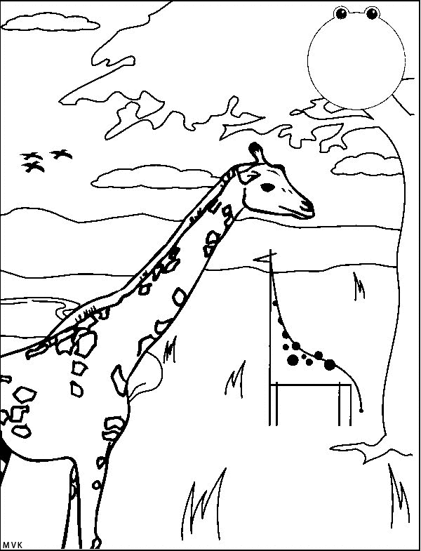 giraffe013