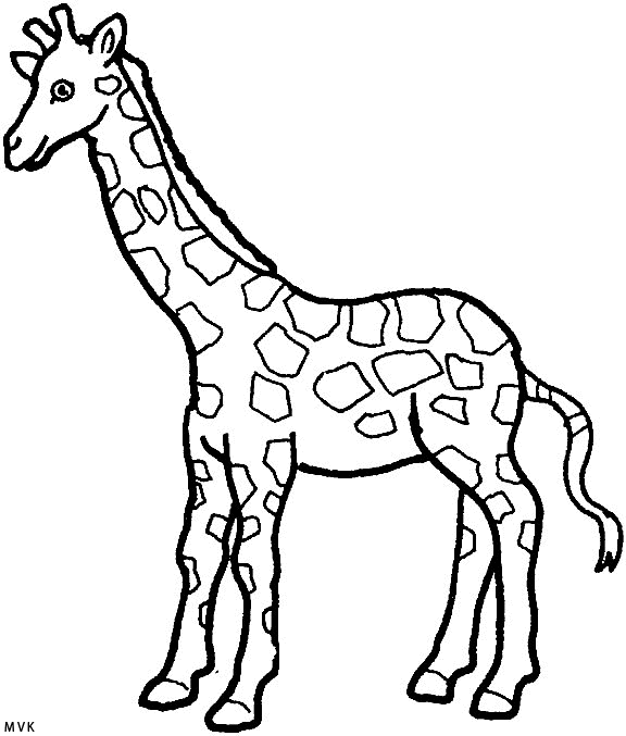 giraffe014