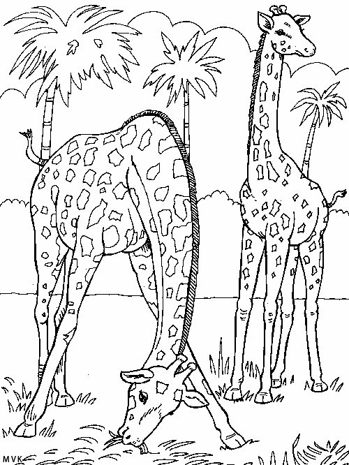 giraffe016