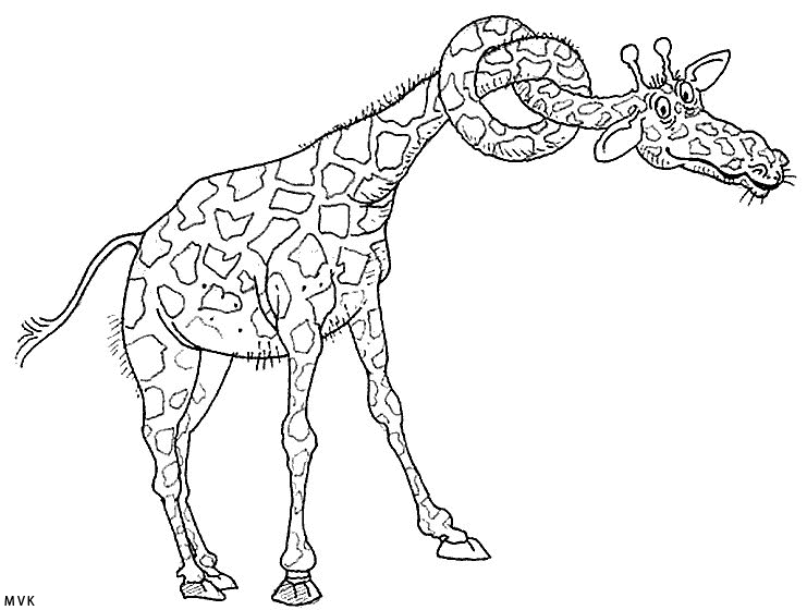 giraffe017