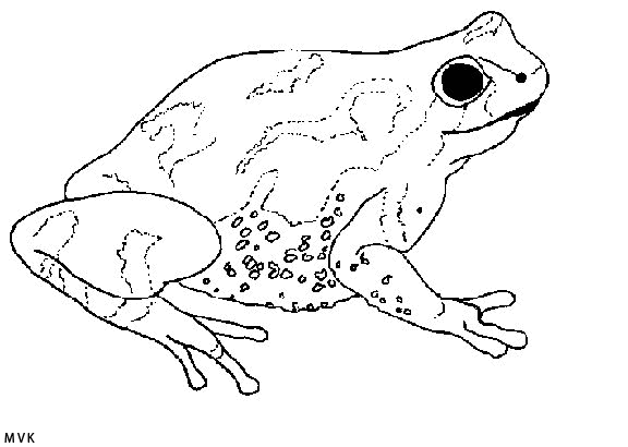 kikker004