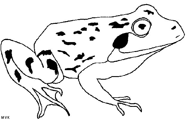 kikker005