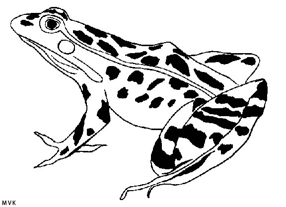 kikker006