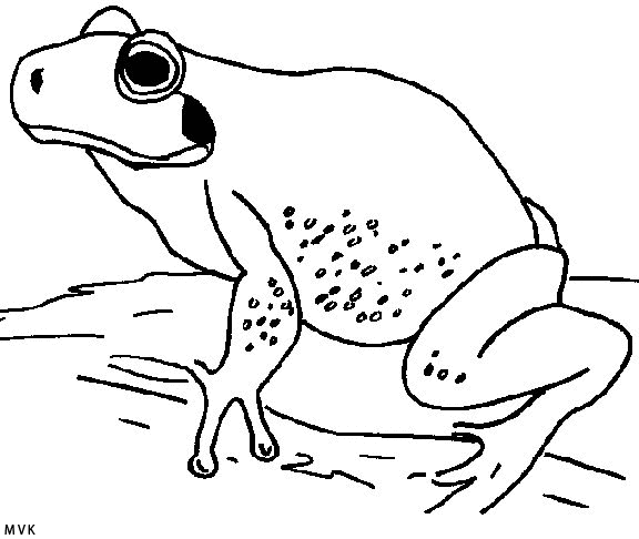 kikker008
