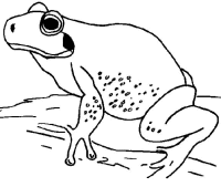 Een kleurplaat van  kikker