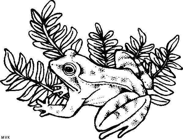 kikker009