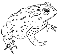 Een kleurplaat van  kikker