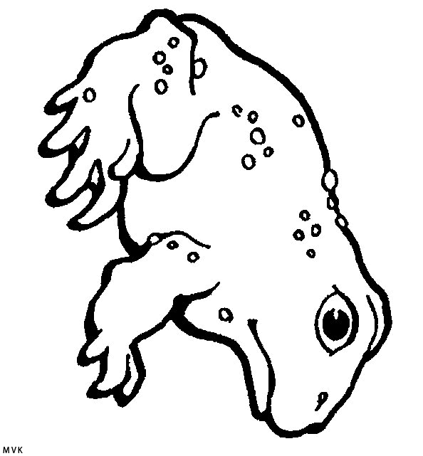 kikker023
