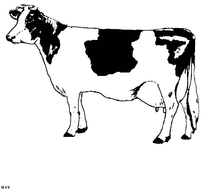 koe010