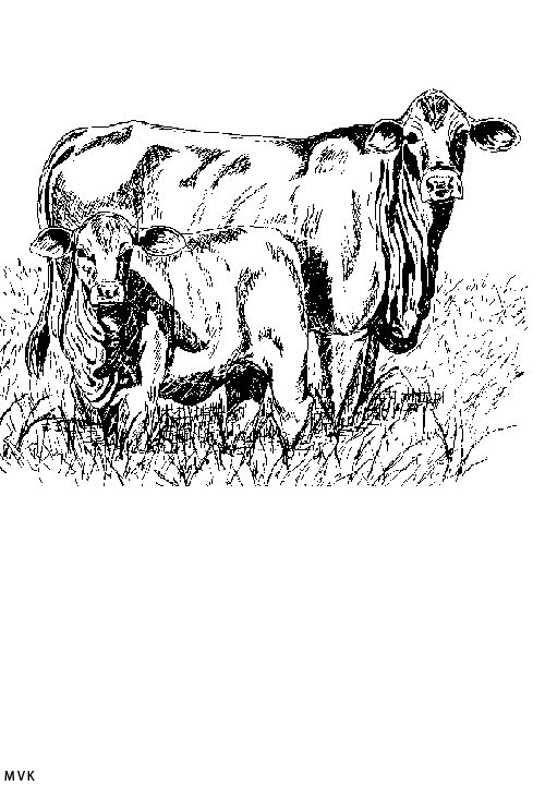 koe011