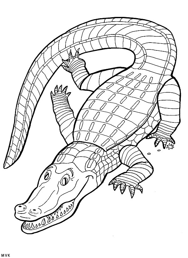 krokodil001