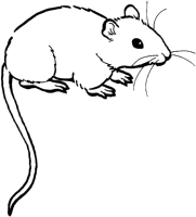 Een kleurplaat van  muis
