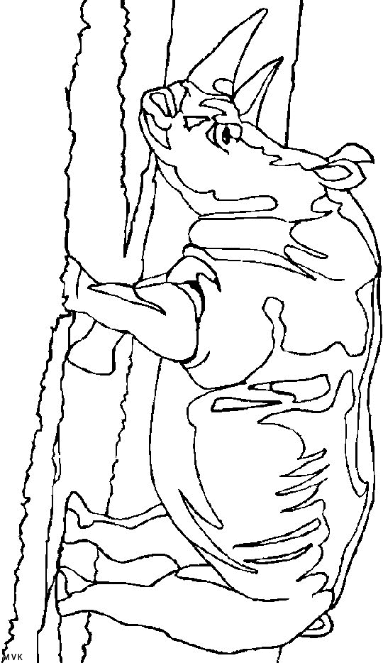 neushoorn005