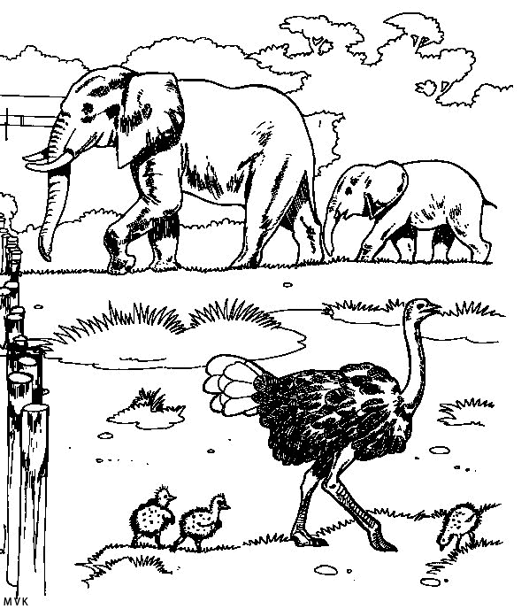 olifant012