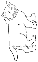 Een kleurplaat van  poes