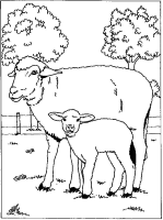Een kleurplaat van  schaap