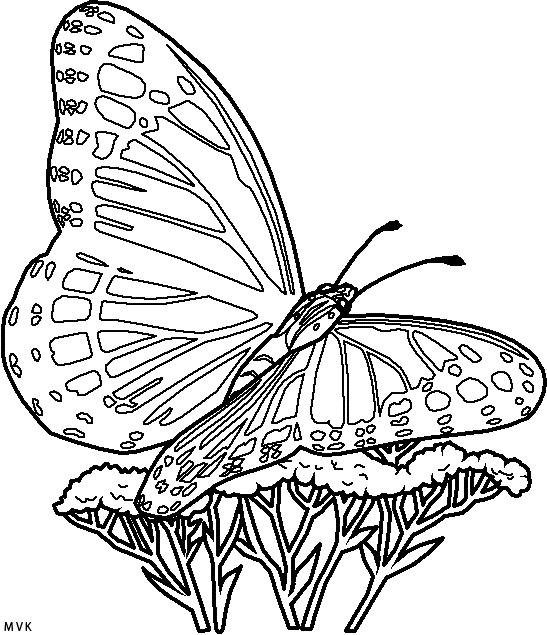 vlinder009