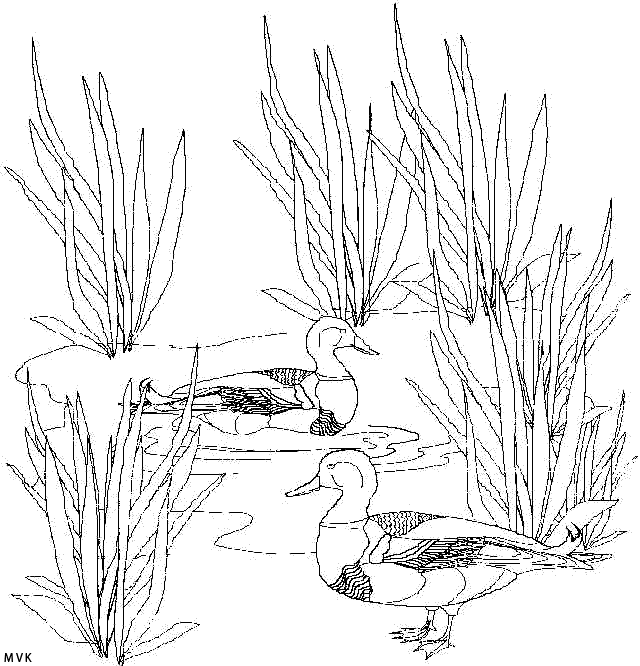 vogel001