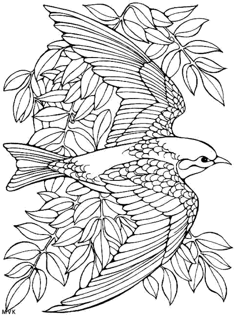 vogel008