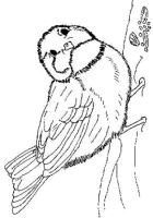 Een kleurplaat van  vogel