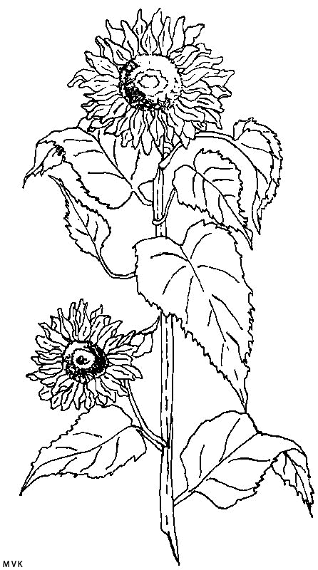 bloem003