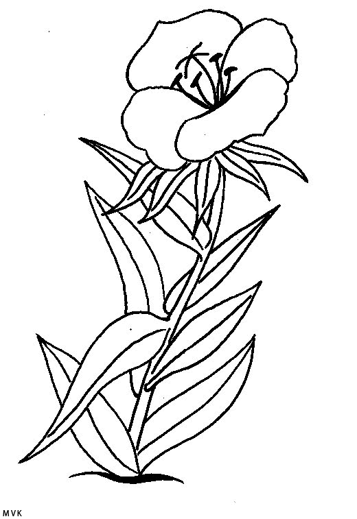 bloem006